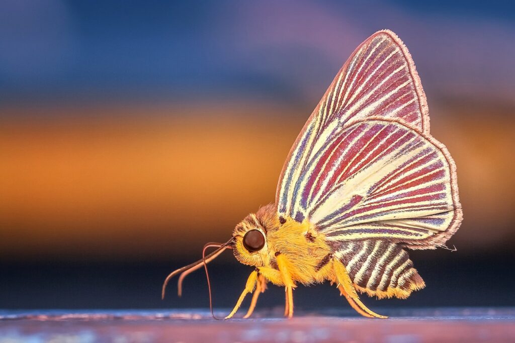 motyl zwierzę mocy