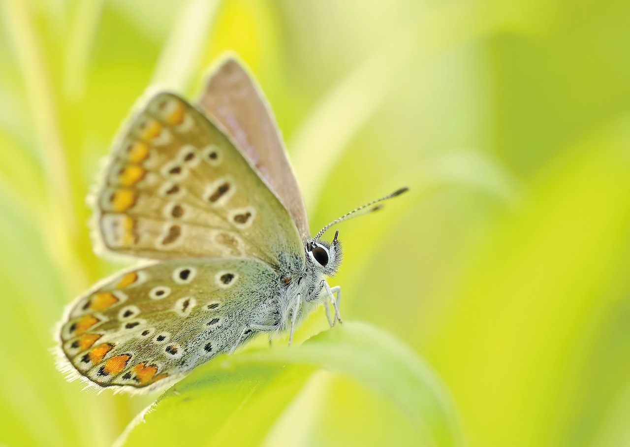 motyl zwierzę mocy