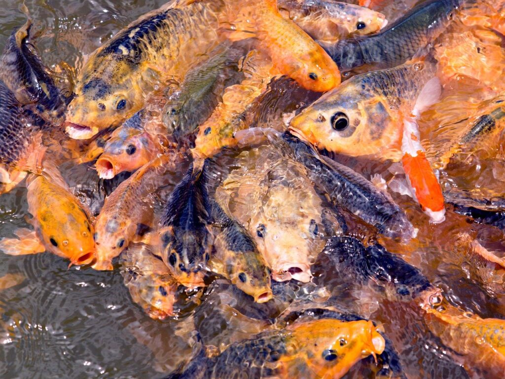 ryby kamień zodiakalny